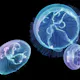 Jellyfish Aquarium