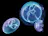 Jellyfish Aquarium