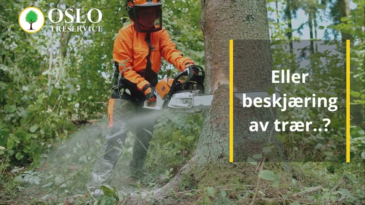 Oslo TreService gallery image