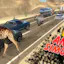 Wild Race in Heavy Traffic