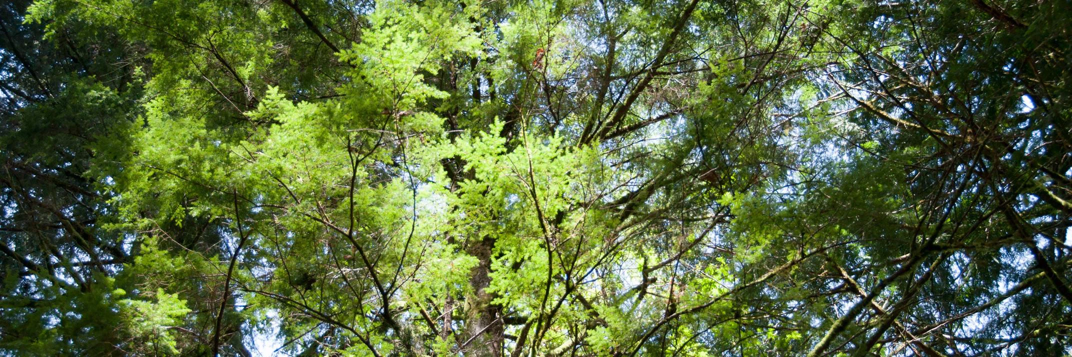 Graham Lipsman cover