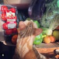 Hungry Harvest