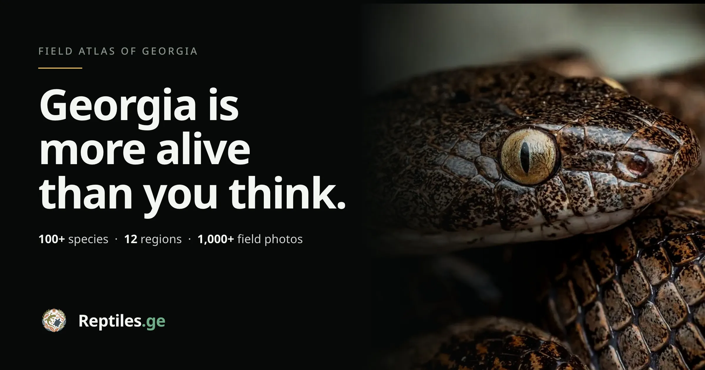 Reptiles gallery image