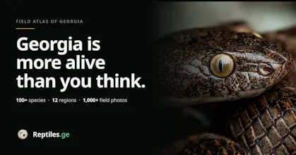 Reptiles gallery image
