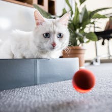 Cheerble Board Game gallery image