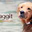 Waggit smart collar