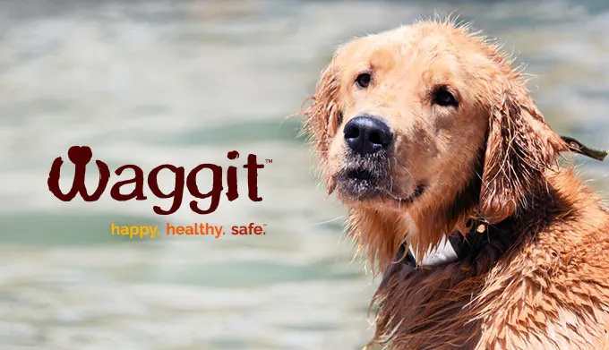 Waggit smart collar