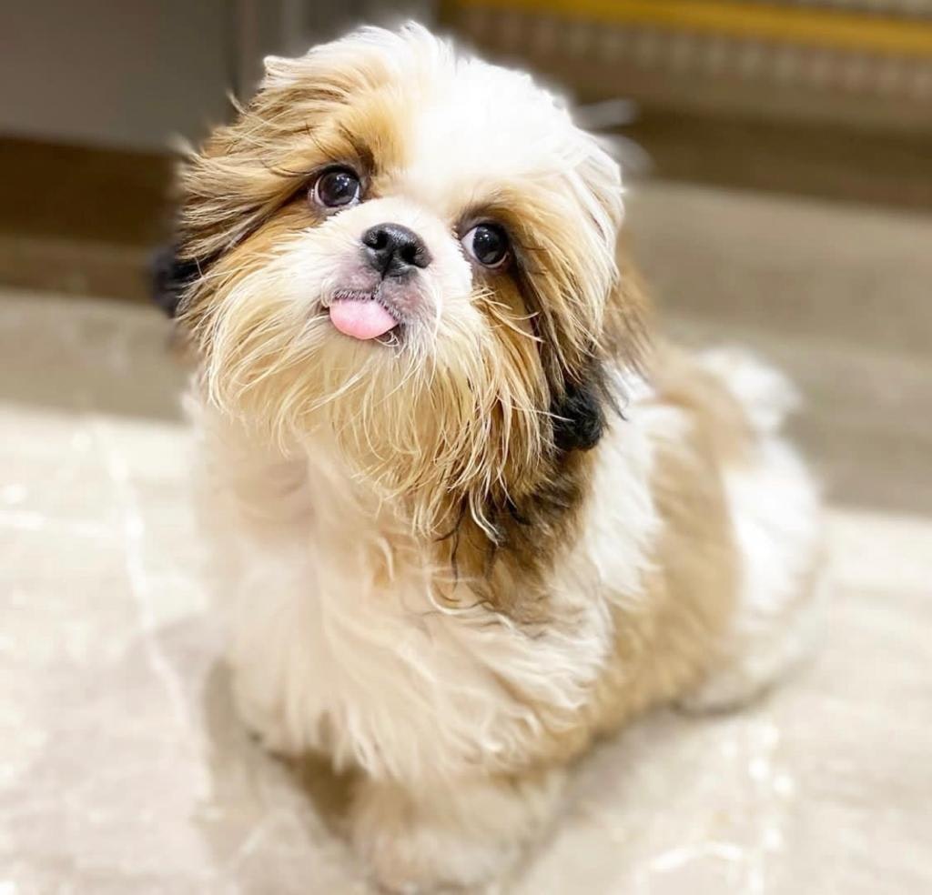 Full Moon Shih Tzus gallery image