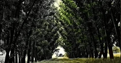 Algorithmia gallery image