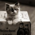 Cataas