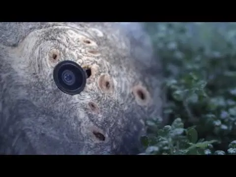 Runcible