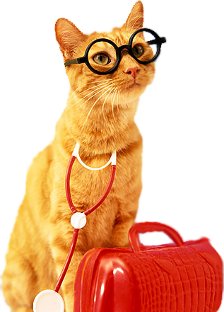 Vet Triage Chat Bot gallery image