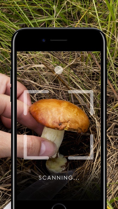 Mushroom gallery image
