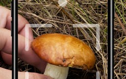 Mushroom media 1