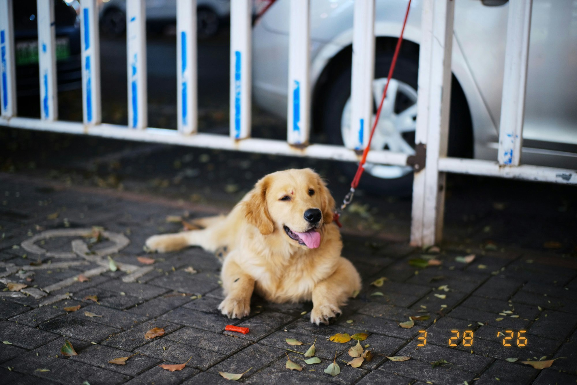 Stamio: Photo Exif Frame & Watermark gallery image