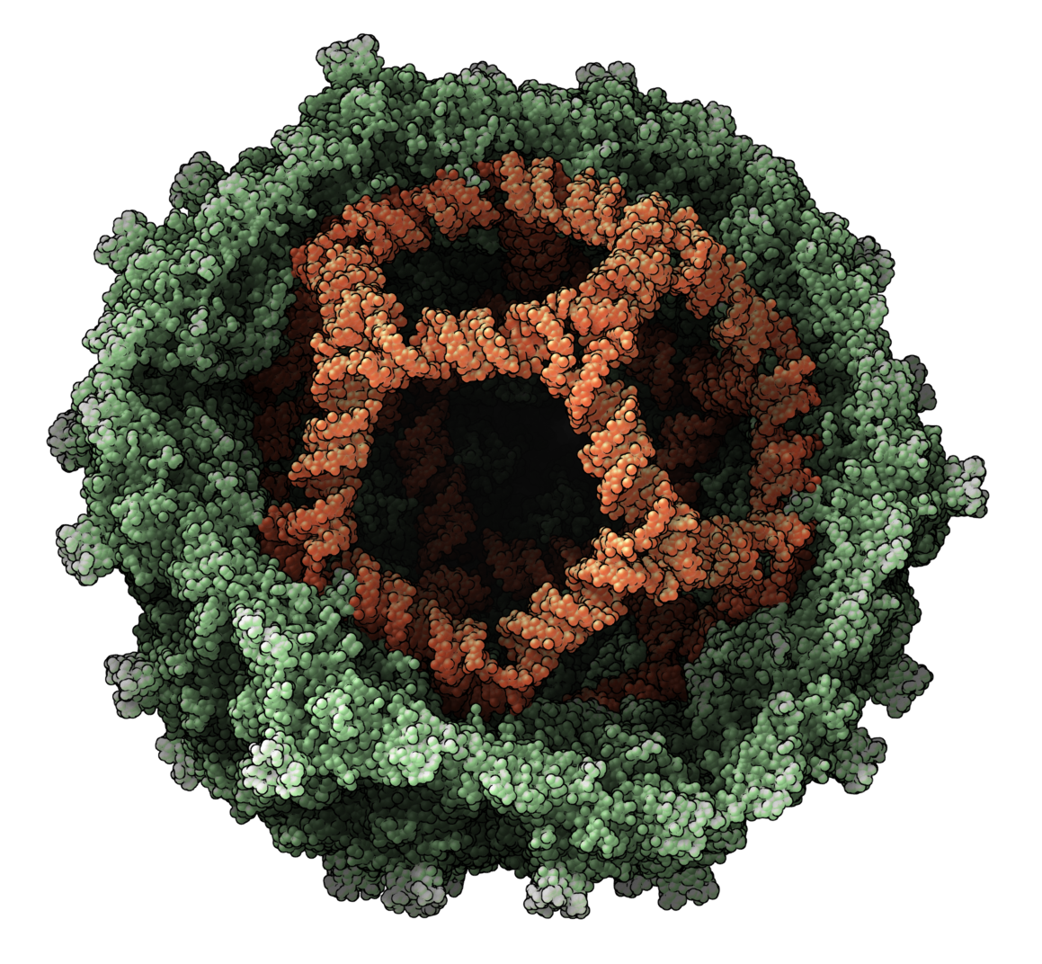 SAMSON gallery image