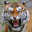 Ranthambore National Park