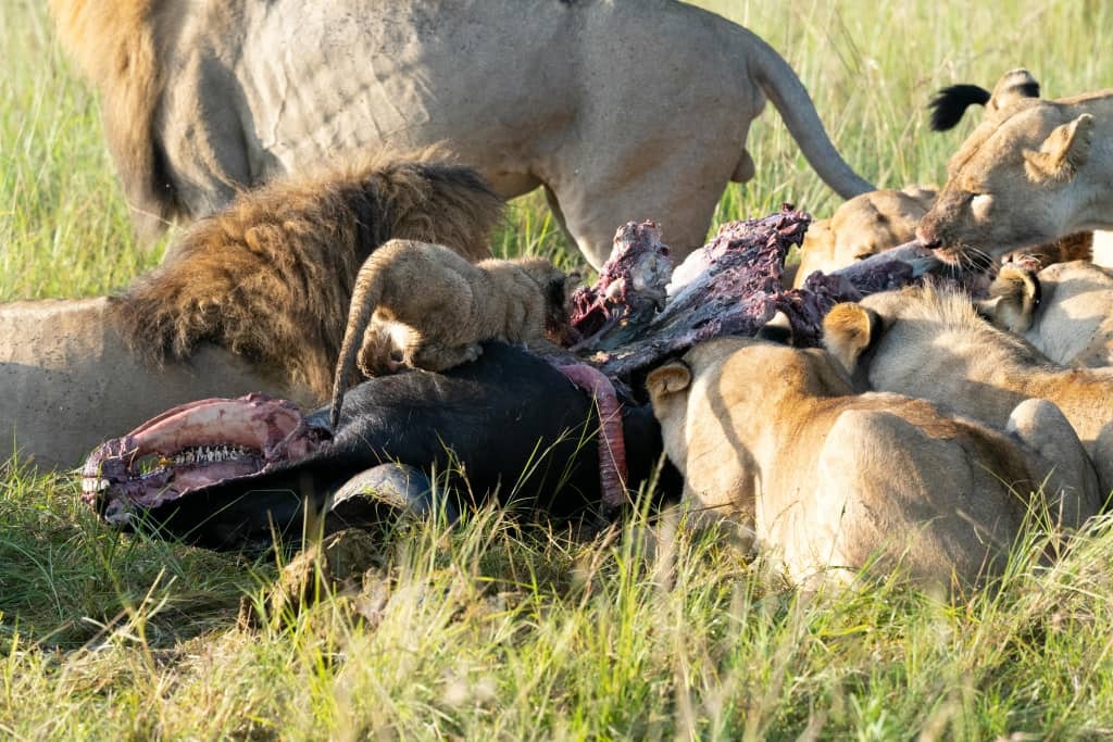 Africantrust Safari gallery image