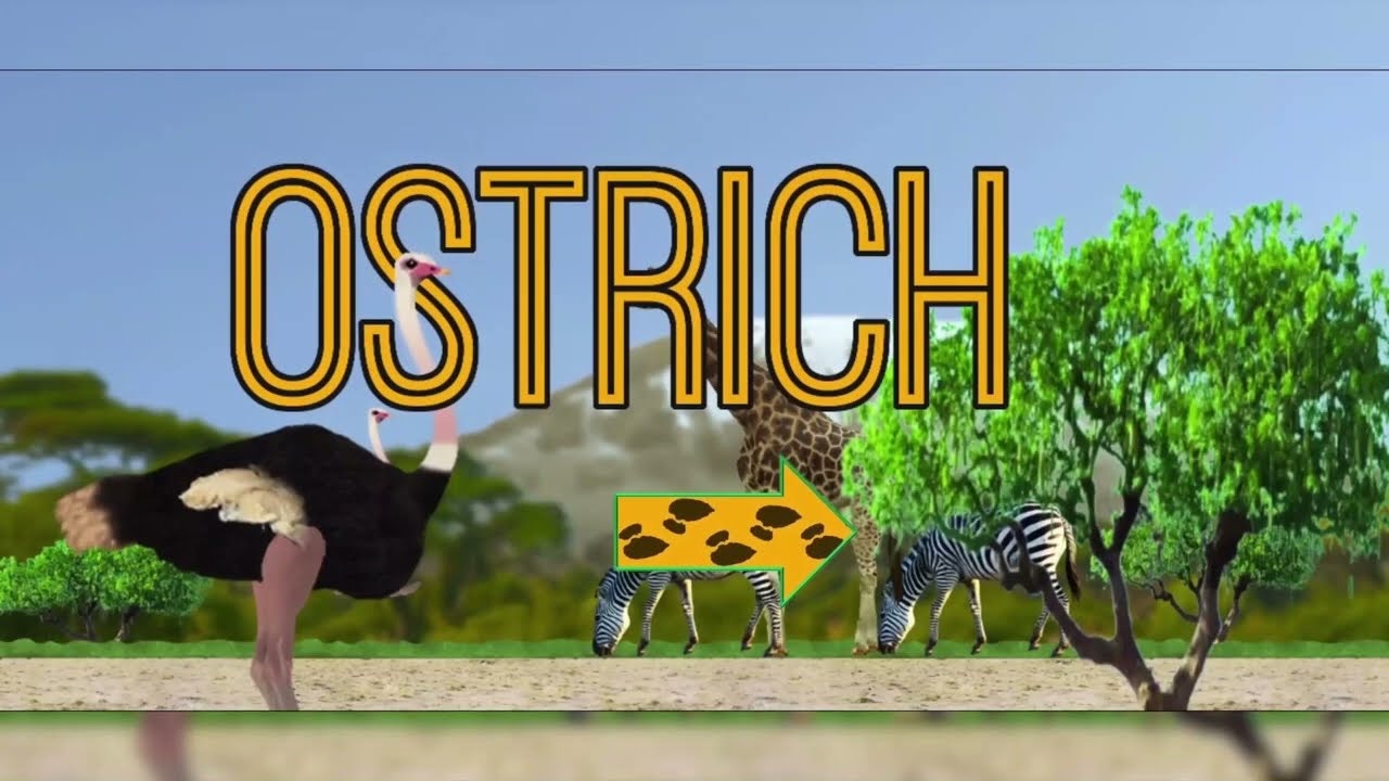 Ostrich gallery image