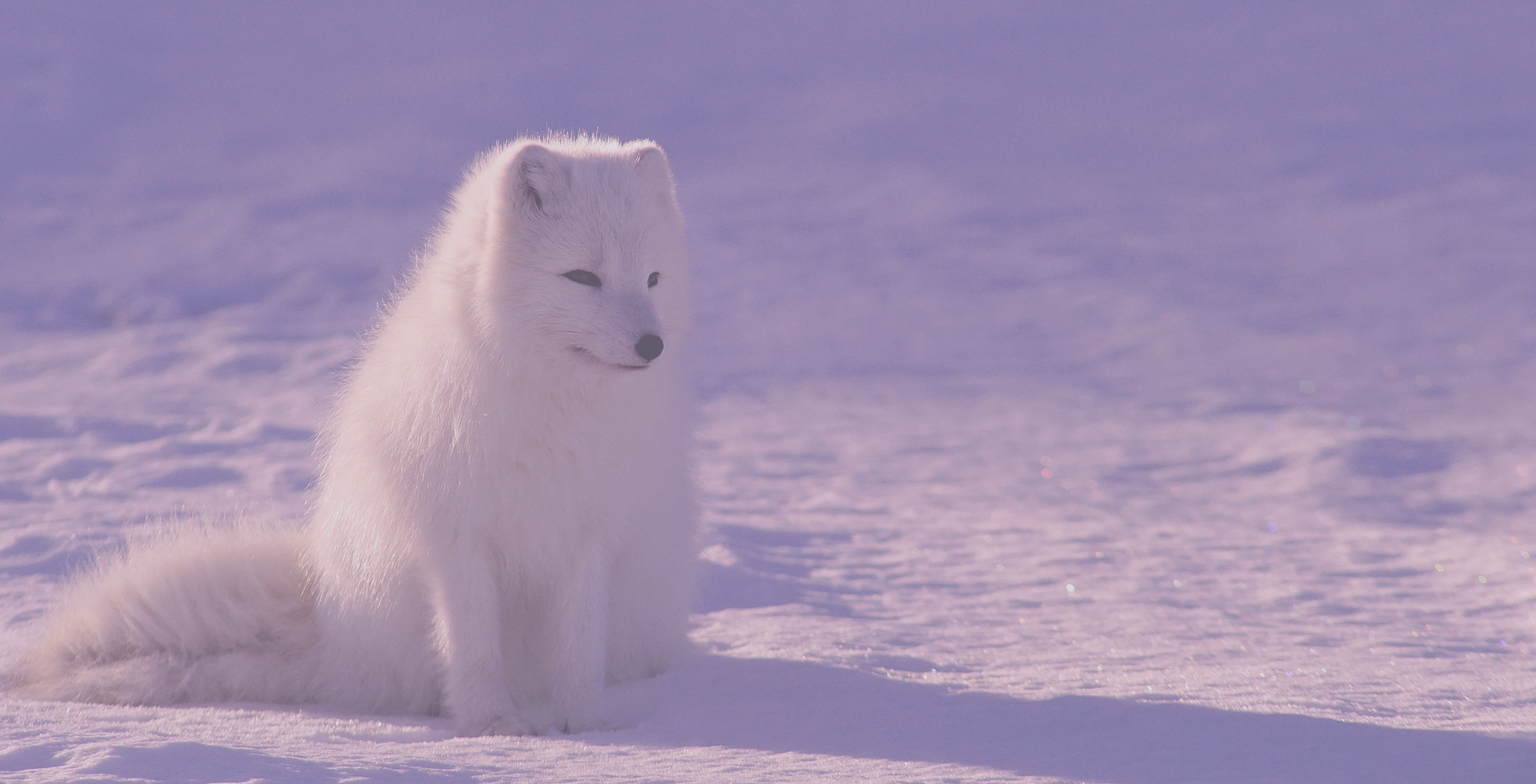 YourPack gallery image