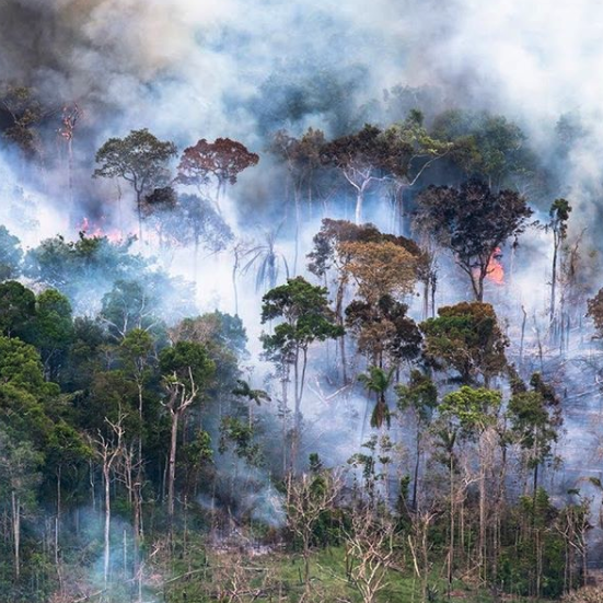 Save the Rainforest gallery image