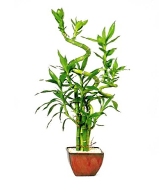 Lucky Bamboo 7 Stalk Curly – Small – (Indoor)