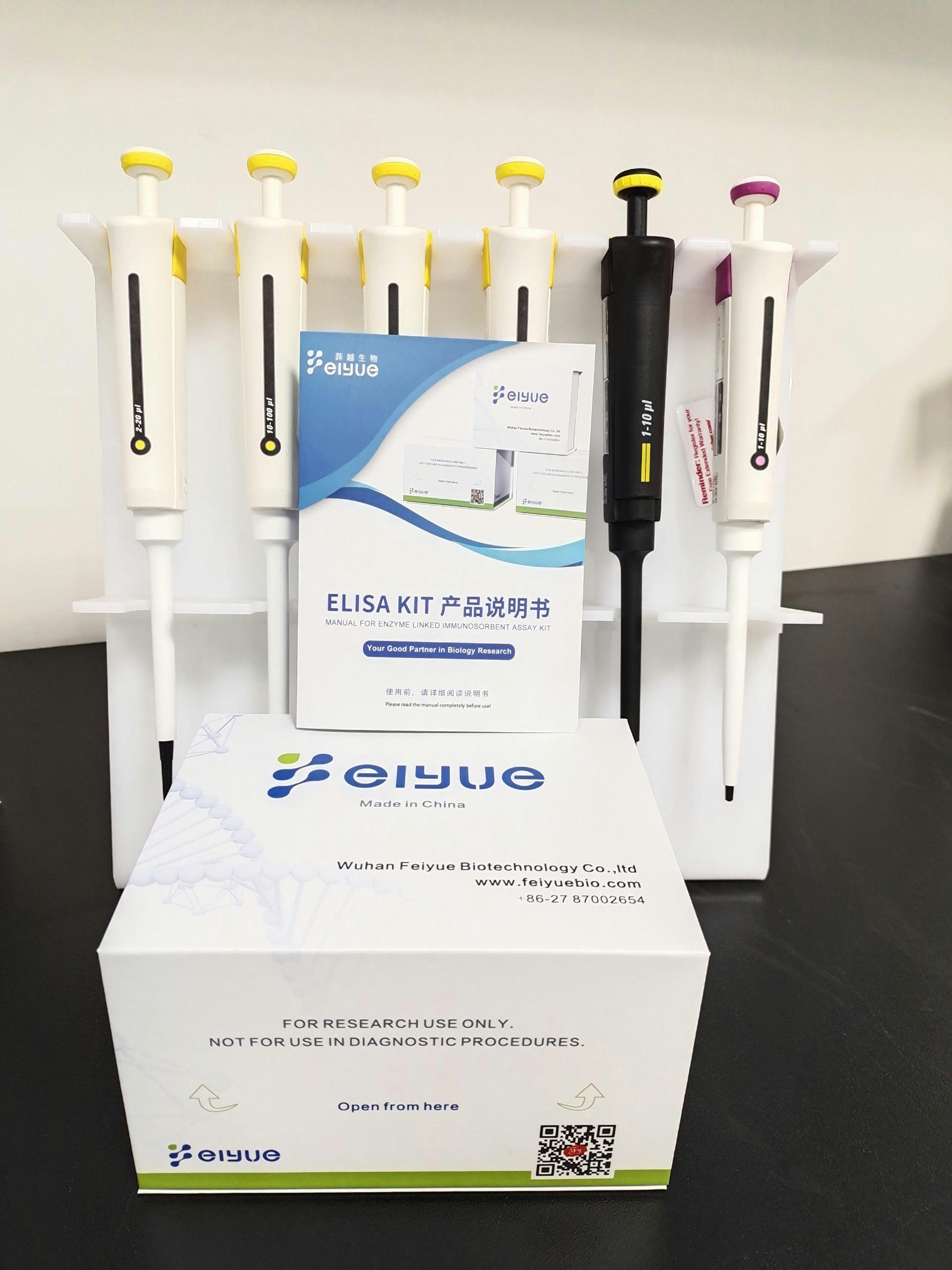 Elisa kits gallery image