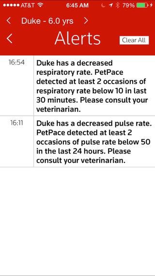 Pet Pace gallery image