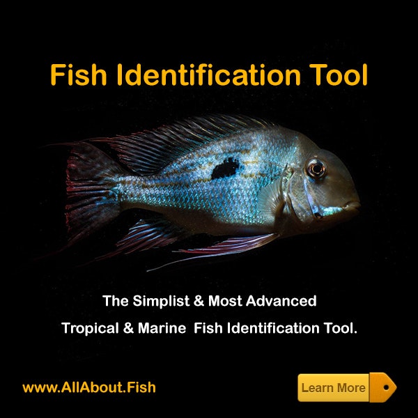 Fish Identification Tool gallery image
