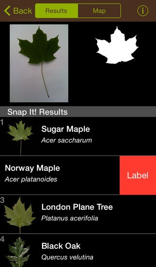 Leafsnap gallery image