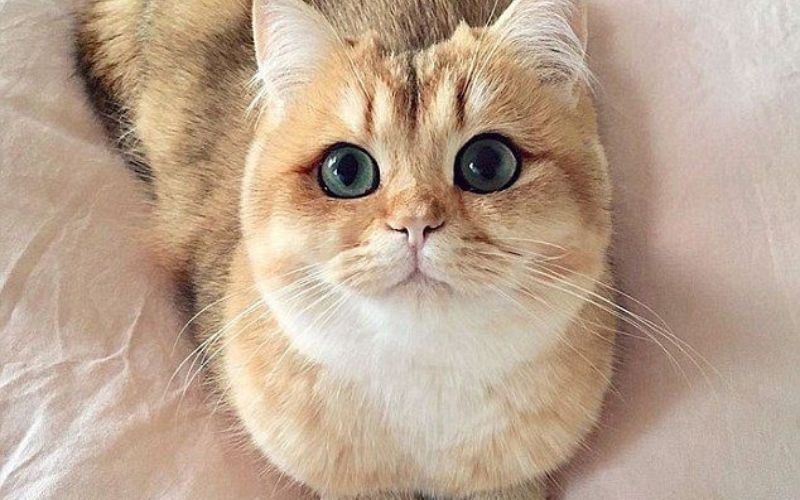 猫は不安を助けますか？