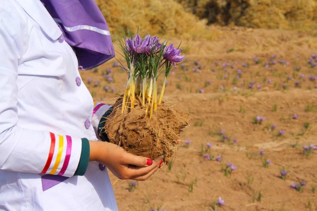 Saffron gallery image