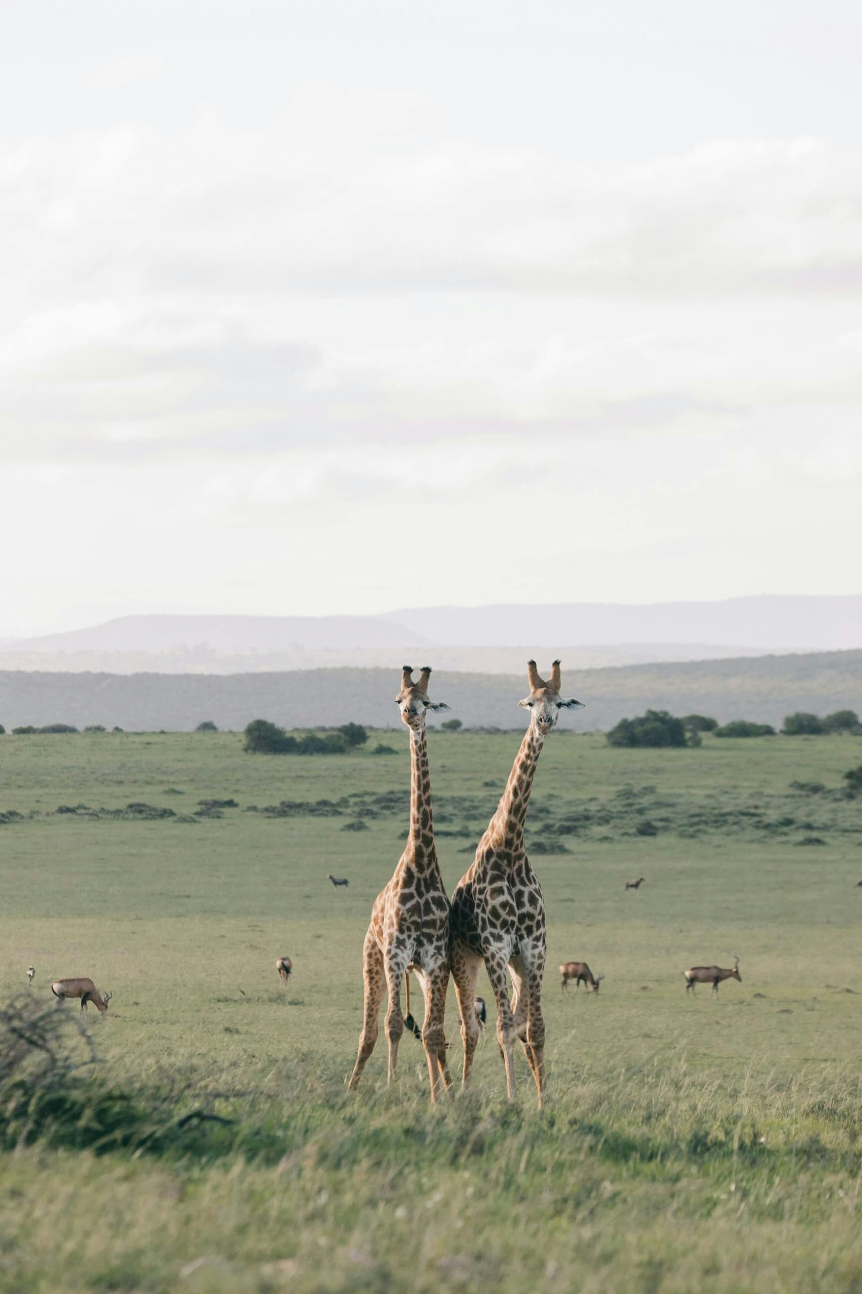 Africantrust Safari gallery image