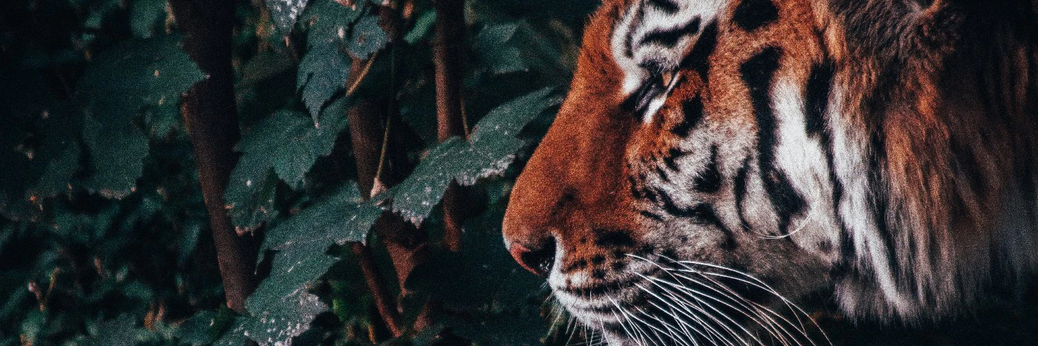 Benjamin Raffetseder cover