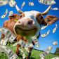 CCashCow