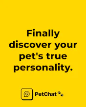 PetChat gallery image