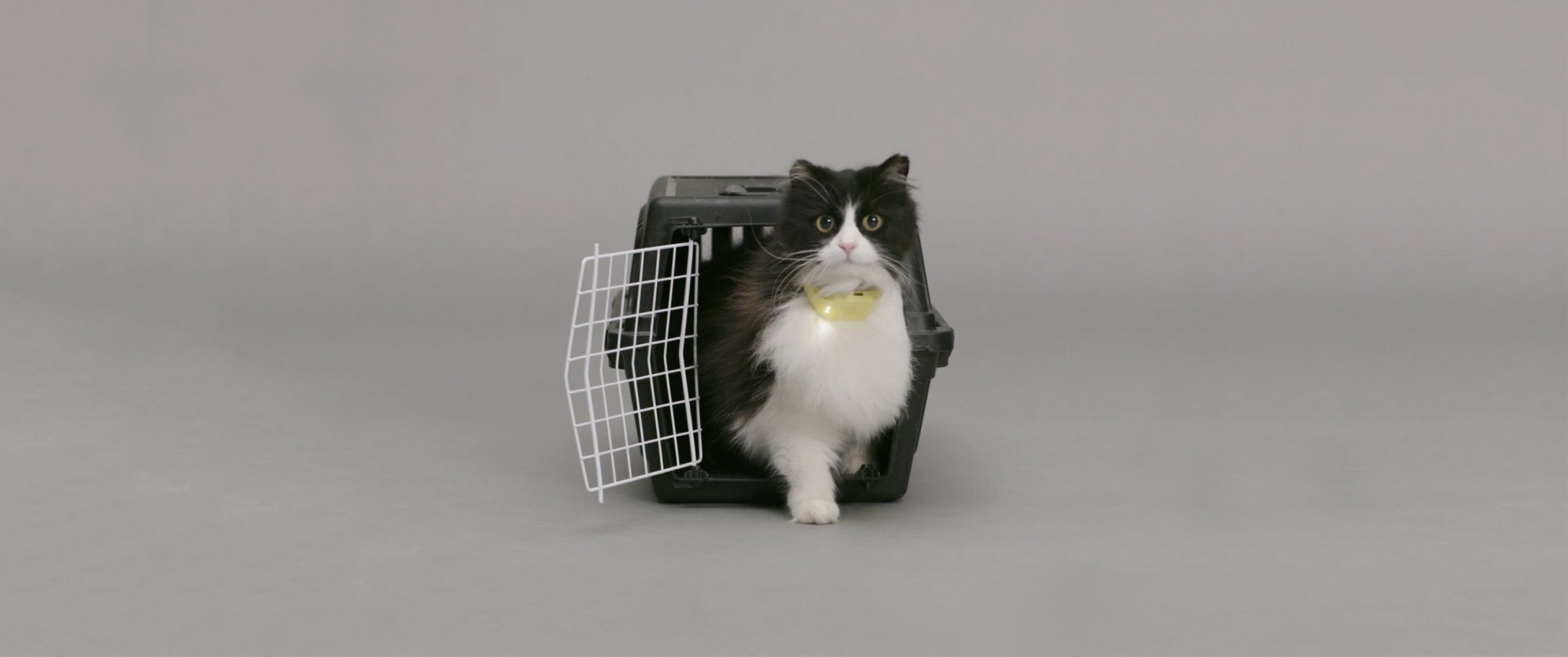 Catterbox gallery image