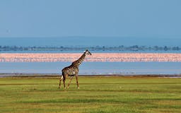 6 - Days Mara to Amboseli Safari media 3