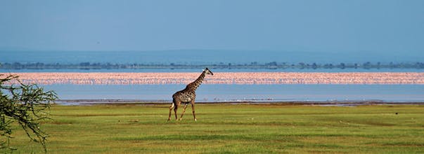 6 - Days Mara to Amboseli Safari gallery image