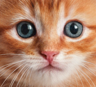 Purrfluencer - Product Hunt launch logo