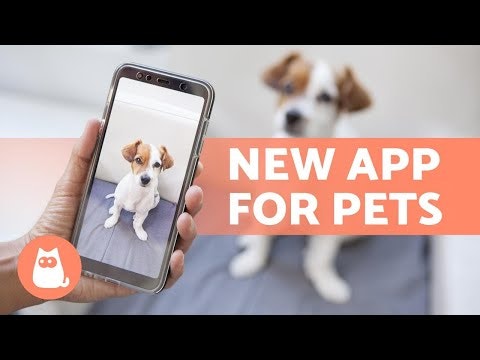 Inetpet gallery image