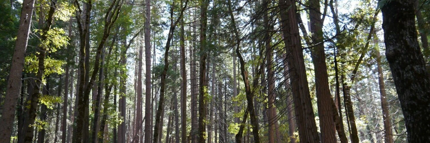 Robert M Hoehn cover