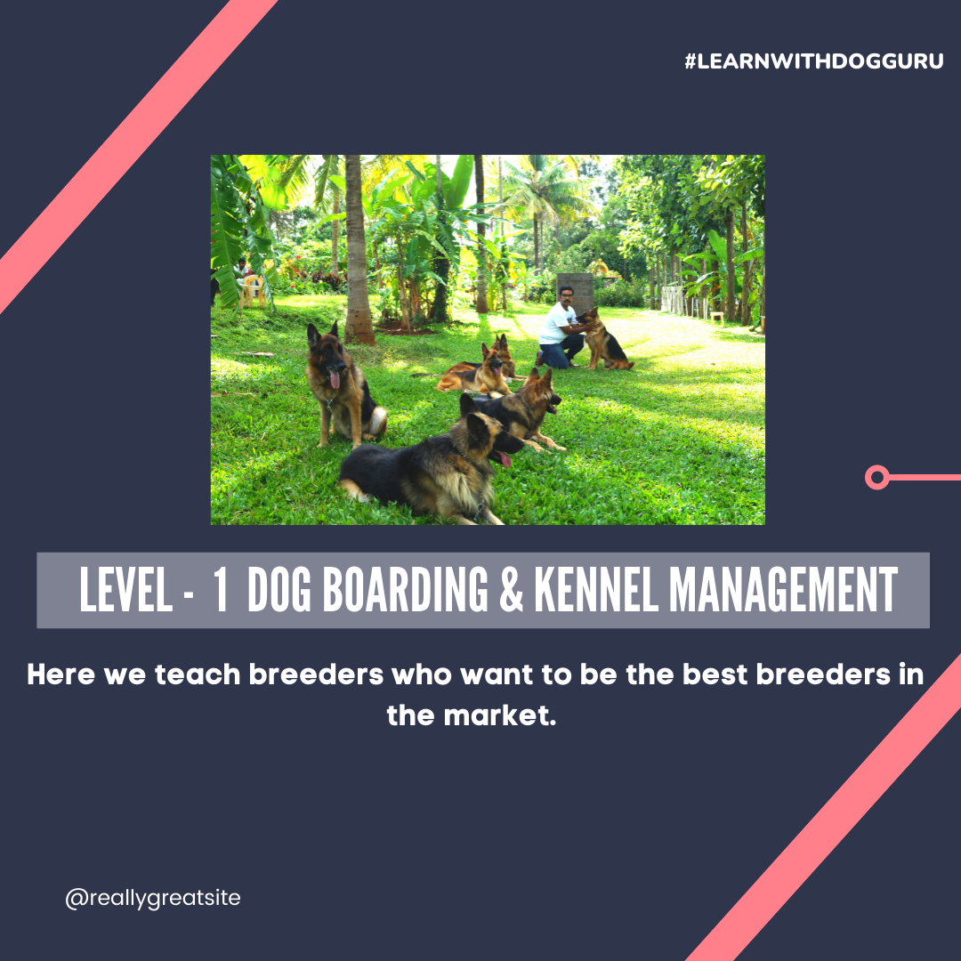Hondentrainer cursus - niveau 1 media 6