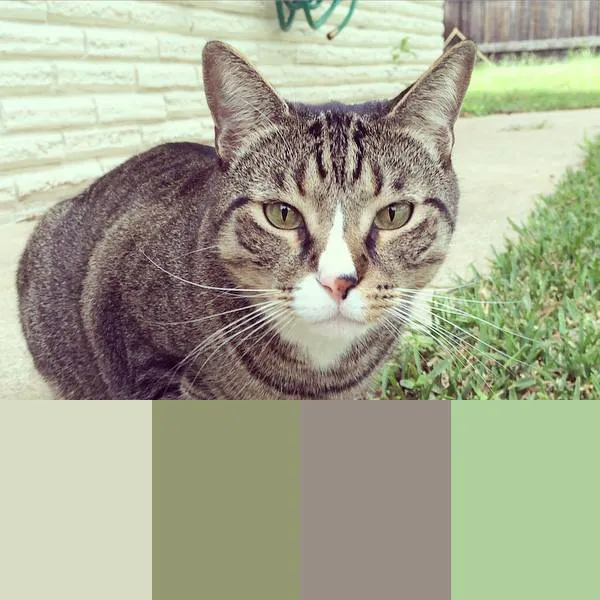 Impalette