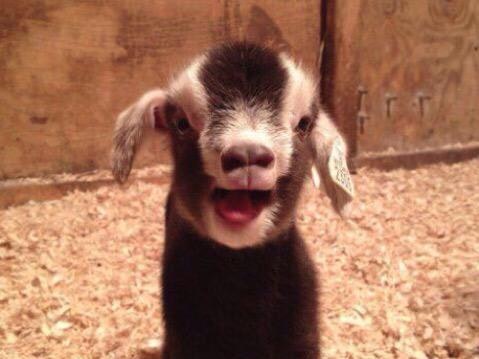 Goat Attack gallery image