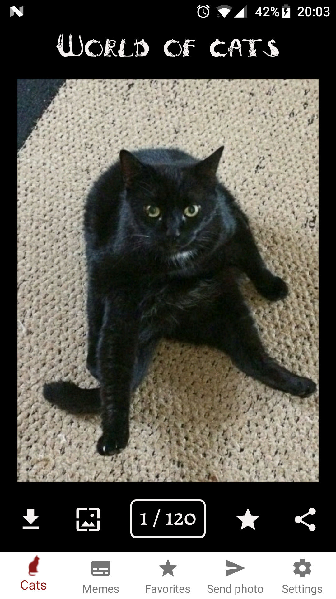 World of Cats gallery image