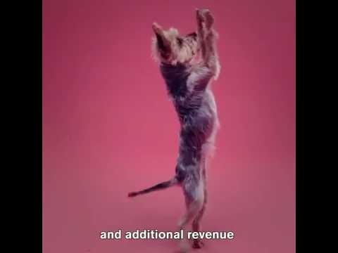 P.A.W.S. gallery image