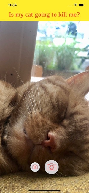 Is my cat going to kill me? gallery image