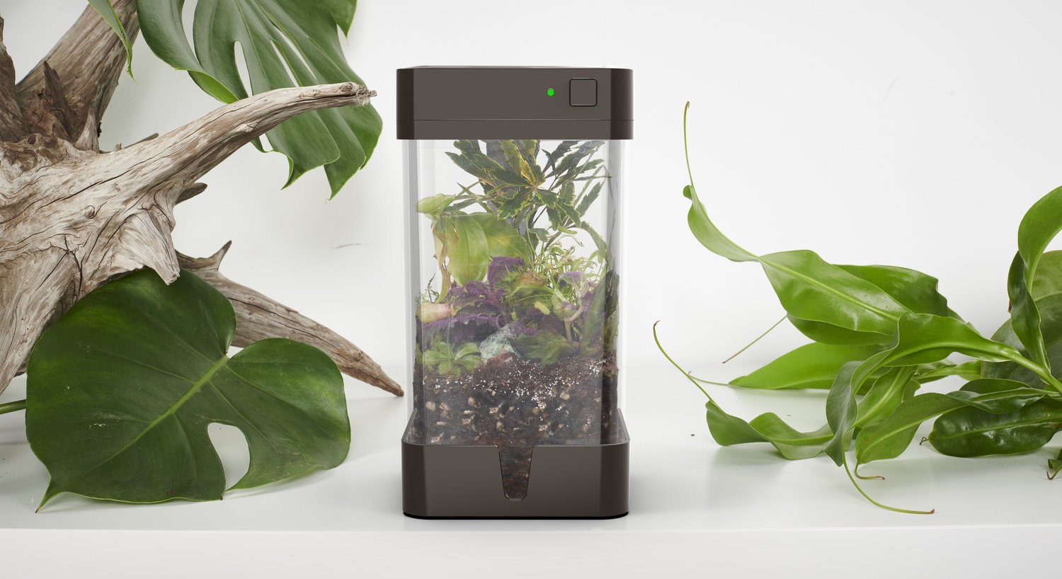 OrchidBox Smart Mini Terrarium 🌱 gallery image