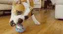 Pebby Pet Camera